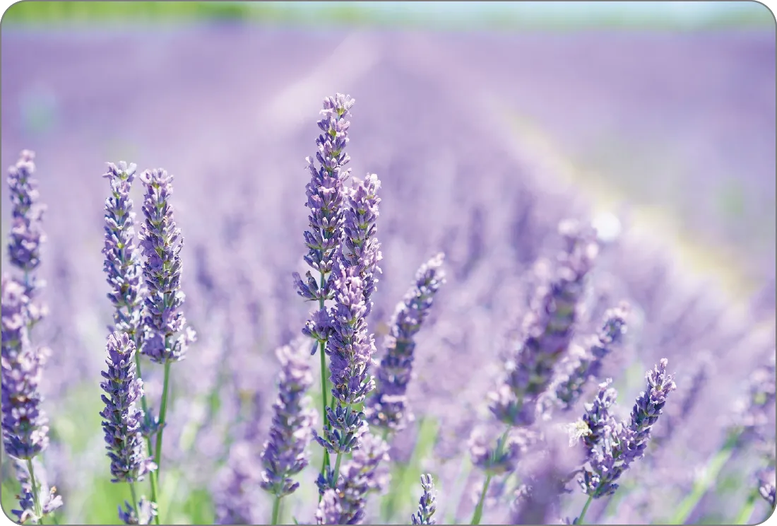 �C���[�W�őI��27